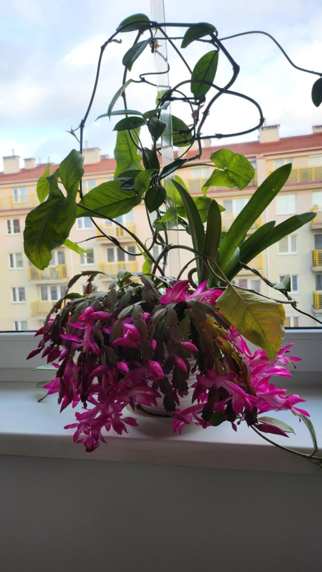 Wspomnienie Mlodosci Apartment Krakow Luaran gambar